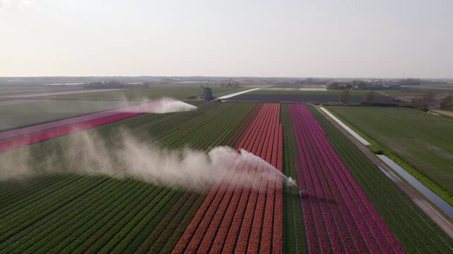 Aerial view of colorful tulip fields with windmills and sprinklers, 't Zand, North-Holland, Netherlands.