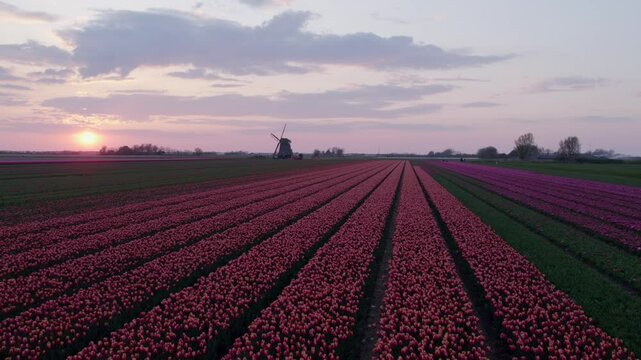 Aerial view of vibrant tulip fields with windmill and sunset, 't Zand, North-Holland, Netherlands.