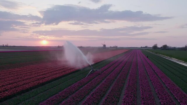 Aerial view of tulip fields with windmill and sprinklers at sunset, 't Zand, North-Holland, Netherlands.