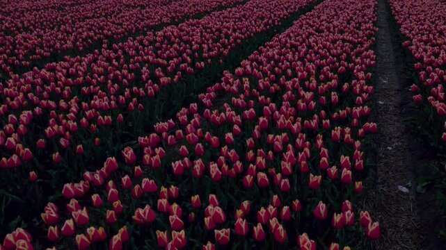 Aerial view of vibrant tulip field with windmill in sunset, t Zand, Netherlands.