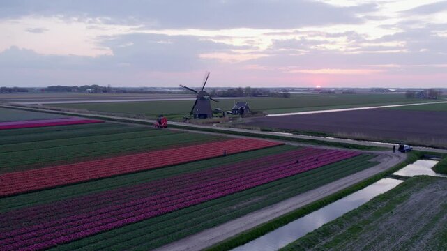 Aerial view of colorful tulip fields at sunset, t Zand, North-Holland, Netherlands.
