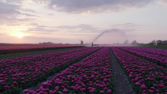 Aerial view of vibrant tulip fields with windmill and sprinklers at sunset, t Zand, North-Holland, Netherlands.