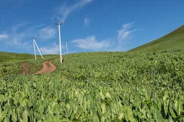 Fototapety na wymiar - Fototapeta24.pl