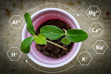 A scientific diagram illustrating cation and anion exchange capacity, highlighting the impact of...