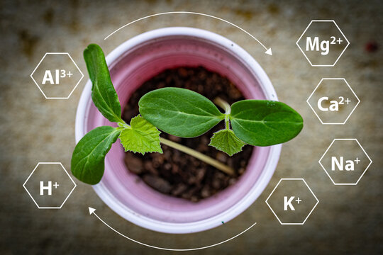A scientific diagram illustrating cation and anion exchange capacity, highlighting the impact of soil on plant fertility. Cation exchange capacity and the presence of positively or negatively charges.