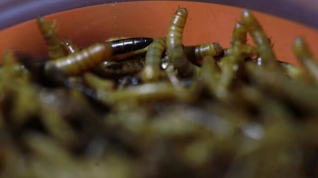 Close-up video, Tenebrio molitor hongkong caterpillar or MealWorm, a type of larva of a rice beetle cultivated for animal feed. Macro Lens