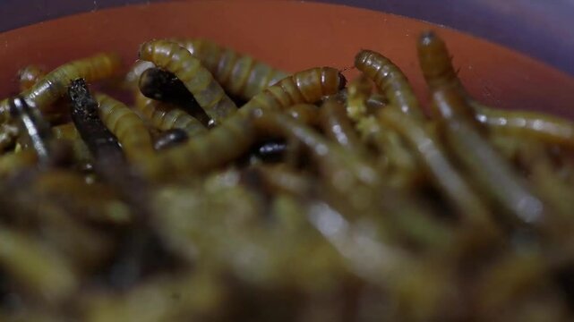 Close-up video, Tenebrio molitor hongkong caterpillar or MealWorm, a type of larva of a rice beetle cultivated for animal feed. Macro Lens