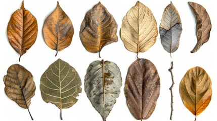 Obraz premium Tropical brown leaves collection isolated, various botanical specimens on transparent background