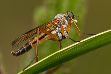 Raubfliege auf einem Zweig