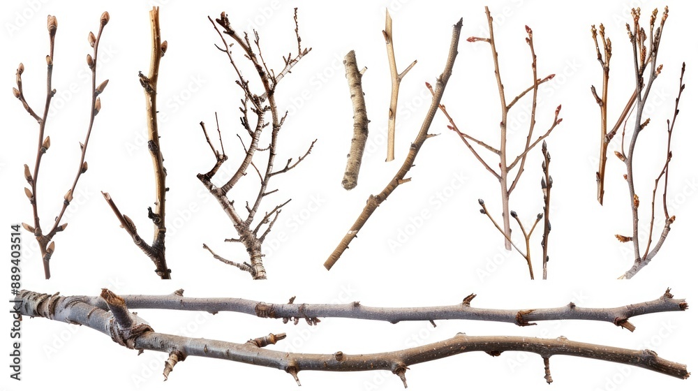 Poster a bundle of dried tree branches lying on the ground