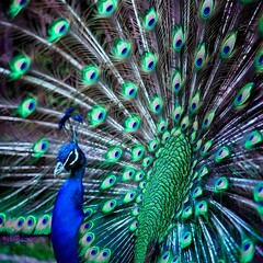 Obraz premium Majestic Peacock Displaying Vibrant Plumage