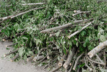 pile of felled branches lying on ground, deciduous trees, green leavesб tree care in city