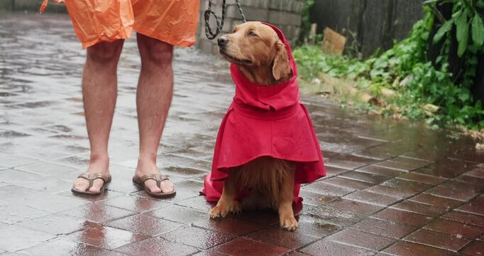 Summer walk with the dog in the rain. A golden retriever is sitting in the yard in a red raincoat, raindrops are falling on him, and his owner in a raincoat is standing next to him.