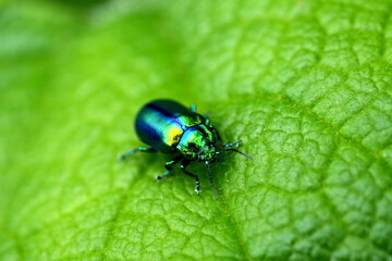 Prächtiger Blattkäfer, Goldglänzende Blattkäfer (Chrysolina fastuosa), Käfer, Insekt, glänzend, metallisch, green © Johannes Kranich