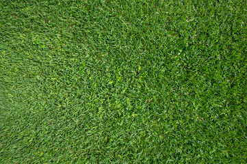 Obraz premium Mossy green grass background