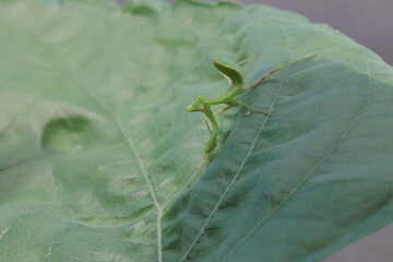 ヒマワリの葉の上でポーズをとるカマキリの子供