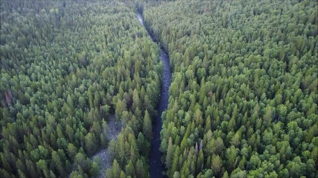 Gorgeous Scenic aerial shot of lush green forest and flowing Cedar River in Washington State