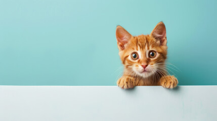 A cute kitten peeks out from behind a cardboard on a light-green background, creating a playful and endearing scene