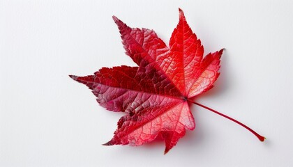 A maple leaf, bright red, autumn theme, isolated on white background
