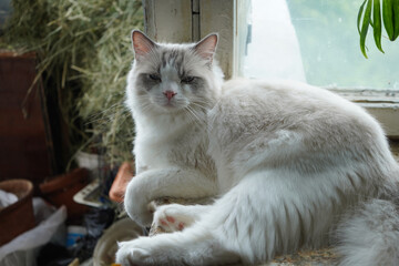 White ragdoll  cat with blue eyes.