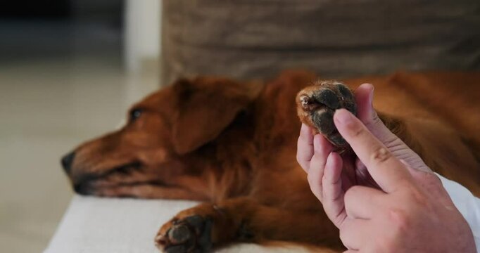 A close-up of the paw of a Golden Retriever dog whose owner applies a special care balm to the pad. Protecting dog paws in hot and cold temperatures. Dog paw cream. Health care.