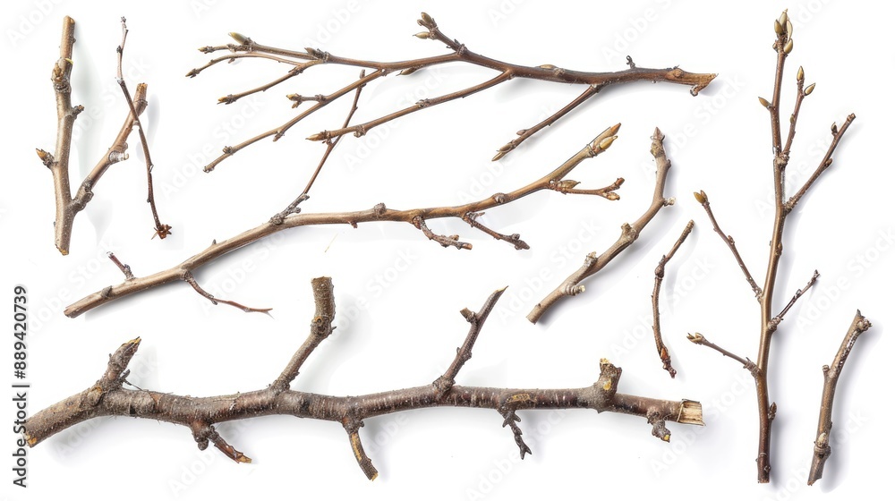 Poster A picture of multiple branches lying adjacent to each other
