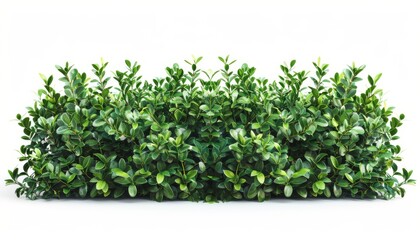 Obraz premium A boxwood hedge, trimmed and neat, classic style, isolated on white background
