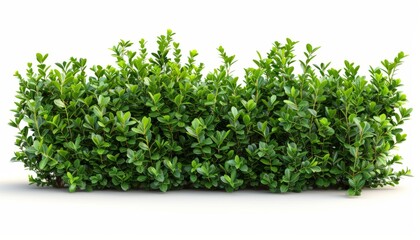 Obraz premium A boxwood hedge, trimmed and neat, classic style, isolated on white background