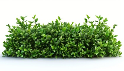 Obraz premium A boxwood hedge, trimmed and neat, classic style, isolated on white background