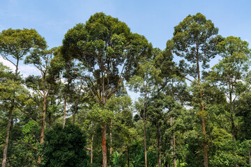 durian orchard in Asia