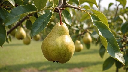 Bountiful Harvest Ripe Pears in Vibrant Orchard Setting