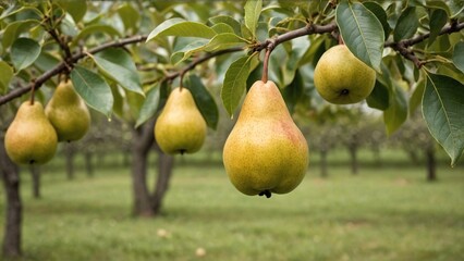 Bountiful Harvest Ripe Pears in Vibrant Orchard Setting