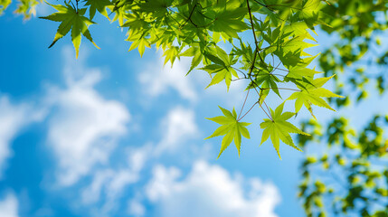 Shining green leaf on the blue background ,Fresh green leaves landscape background ,Fresh green leaves landscape background