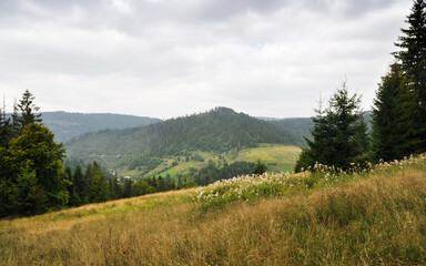 Cloudy day in Carpathians. Dry grass meadow surrounded with pine trees in Carpathian Mountains on an overcast day.