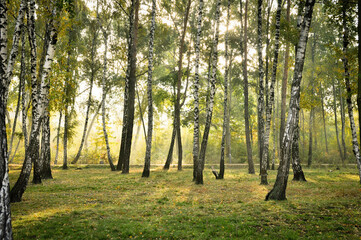 Fototapeta premium Birch grove in rays of morning sun. Backlit image of green birch forest.