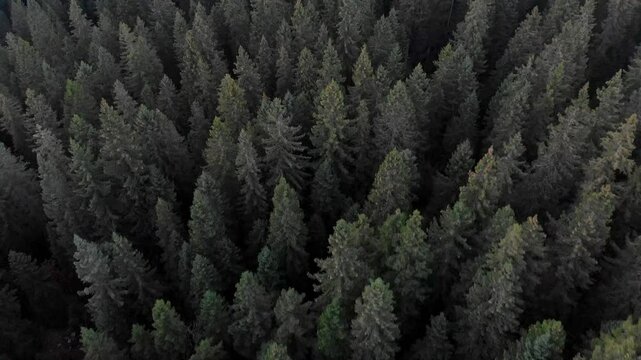 Aerial view of dense pine forest and trees from above, Velika Planina, Kamnik, Slovenia.