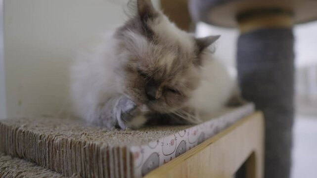 sch&ouml;ne Perser Katze putzt sich die Pf&ouml;tche