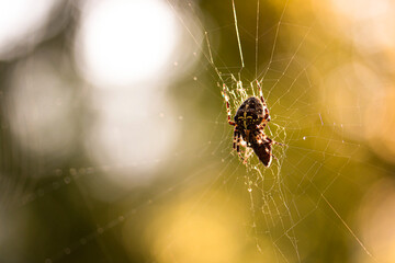 spider on web in the sunset