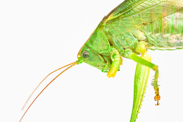 Extremely close up photo of green grasshopper. Detailed profile of grasshopper's head with antennaes, eyes, palps, wings and legs. On a white abstract background. Entomology concept. 