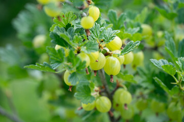Delicious berries of the ribes family ready to eat fresh or add to a dessert.