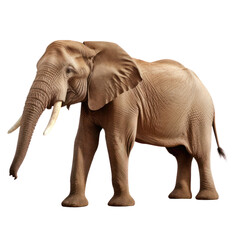 Obraz premium a brown one side view elephant cut out background