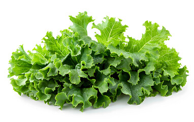 Obraz premium Fresh Green Lettuce Leaves Isolated on White Background