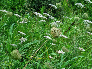 campo di daucus carote selvatiche