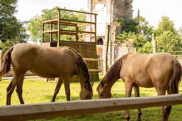 Two Brown Horses Grazing in a Field