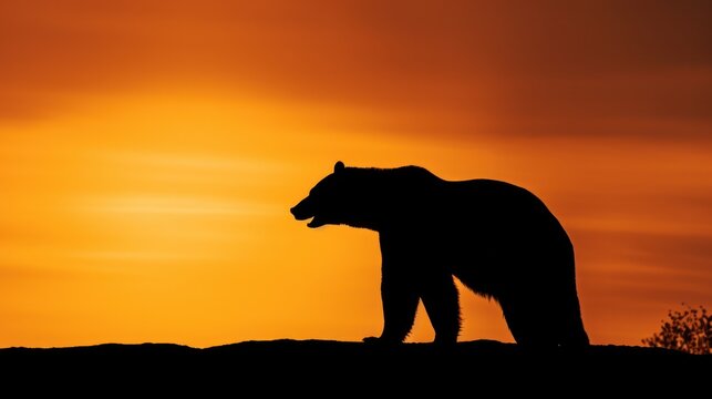 Silhouette of bear on sunset sky.