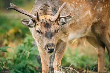 Fallow Deer Doe female Or Dama Dama Grazes In Meadow At Edge Of Forest. European Wildlife Nature. Wild Animals Of Europe, America And Scandinavia. Young Fallow Deer