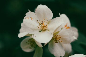 White jasmine flowers on a flowering shrub in spring garden. Small fragrant flower buds. Floral springtime aesthetic wallpaper for digital print. 
