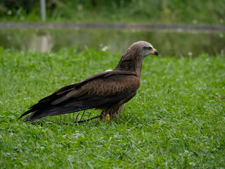 Falcon from Cabárceno Park in Cantabria (Spain)