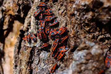 The firebug Pyrrhocoris apterus. Common insect of the family Pyrrhocoridae. Aggregation behavior of the big group of firebugs on the tree bark. Nature background. Top view. Close up. Selective focus