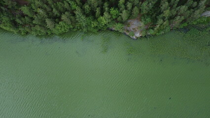 Cyanobacteria, also called Cyanobacteriota or Cyanophyta on a Littoinen lake in Finland